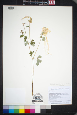 Aquilegia longissima image