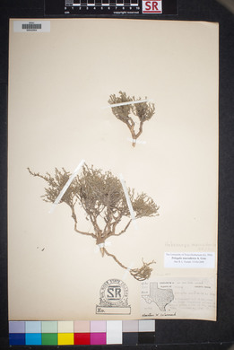 Hebecarpa macradenia image