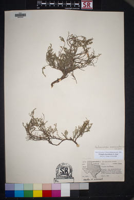 Hebecarpa macradenia image