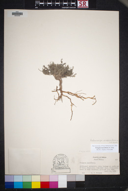 Hebecarpa macradenia image