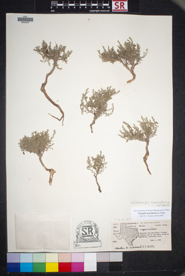 Hebecarpa macradenia image