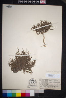 Hebecarpa macradenia image