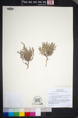 Hebecarpa macradenia image