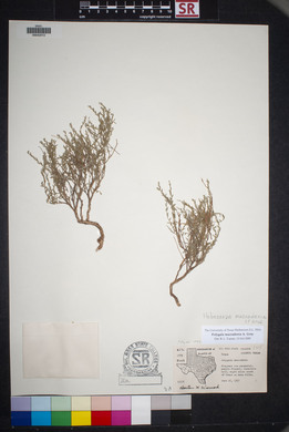 Hebecarpa macradenia image