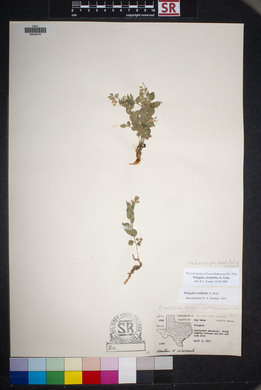 Polygala ovatifolia image