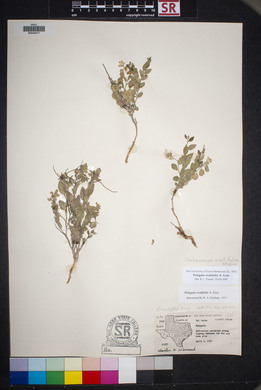 Polygala ovatifolia image