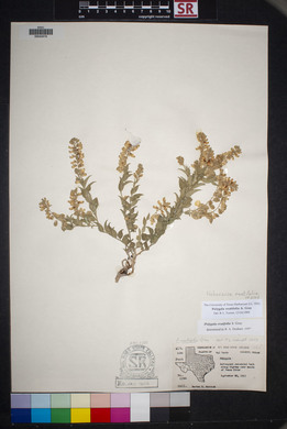 Polygala ovatifolia image