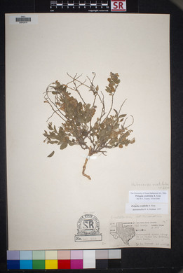 Polygala ovatifolia image