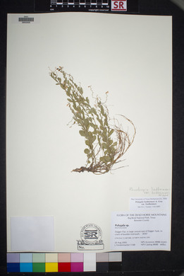 Polygala lindheimeri image