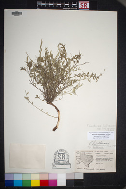 Polygala lindheimeri image