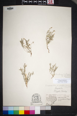 Polygala lindheimeri var. parvifolia image