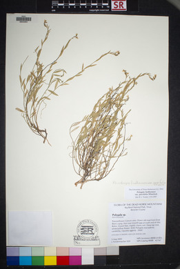 Polygala lindheimeri var. parvifolia image