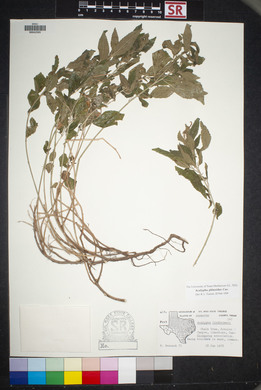 Acalypha phleoides image