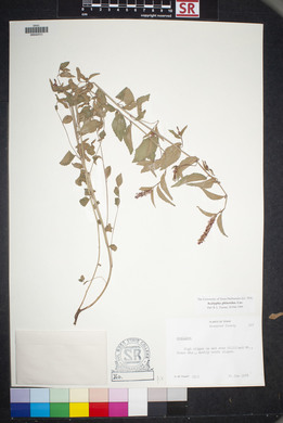 Acalypha phleoides image