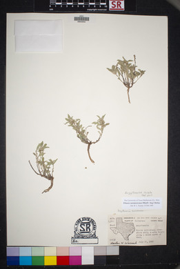 Argythamnia serrata image