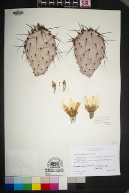 SEINet - AZ/NM Node - Opuntia macrocentra
