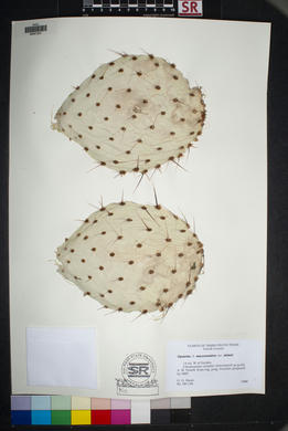 SEINet - AZ/NM Node - Opuntia macrocentra