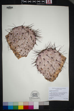 SEINet - AZ/NM Node - Opuntia macrocentra