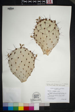 SEINet - AZ/NM Node - Opuntia macrocentra