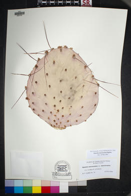 SEINet - AZ/NM Node - Opuntia macrocentra