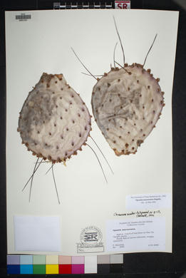 Opuntia macroriza20cm 新芽あり Opuntia macroriza20cm 新芽あり 【公式通販】