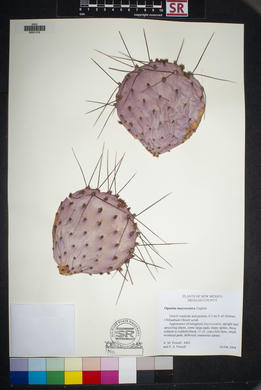 SEINet - AZ/NM Node - Opuntia macrocentra
