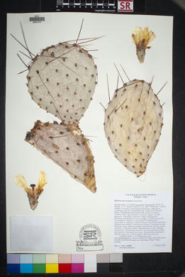 SEINet - AZ/NM Node - Opuntia macrocentra