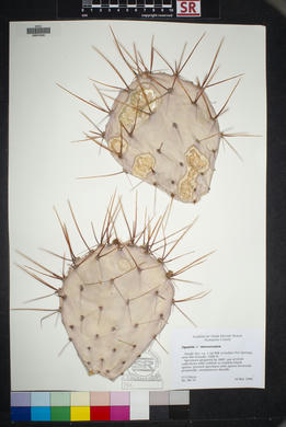 SEINet - AZ/NM Node - Opuntia macrocentra
