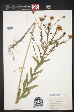 Grindelia grandiflora image
