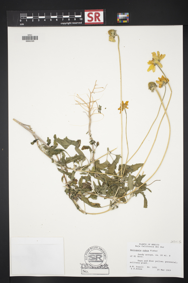 Heliopsis parvifolia var. rubra image