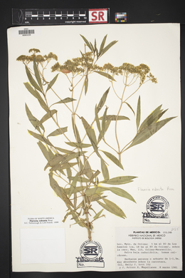 Flaveria robusta image