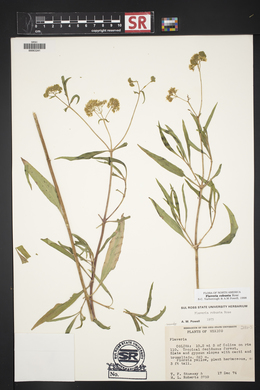 Flaveria robusta image