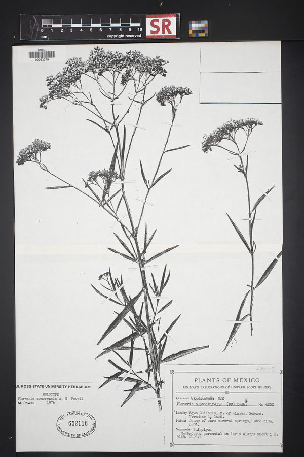 Flaveria sonorensis image