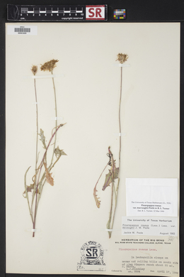 Pinaropappus roseus var. macvaughii image