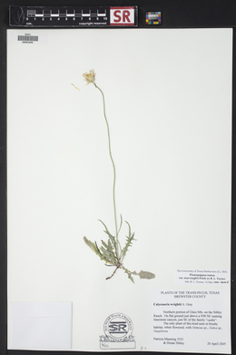 Pinaropappus roseus var. macvaughii image