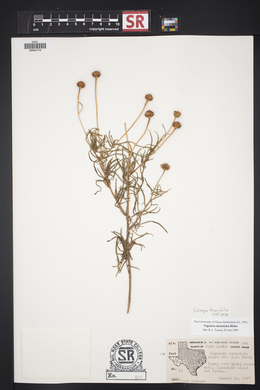 Sidneya tenuifolia image