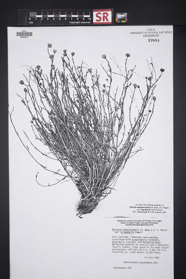 Perityle megalocephala var. oligophylla image