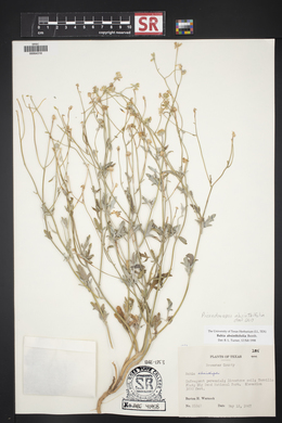 Picradeniopsis absinthifolia image