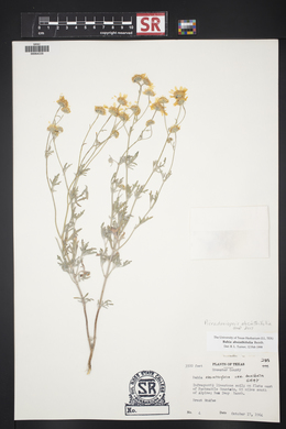 Picradeniopsis absinthifolia image