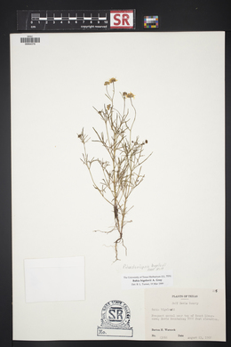 Picradeniopsis bigelovii image