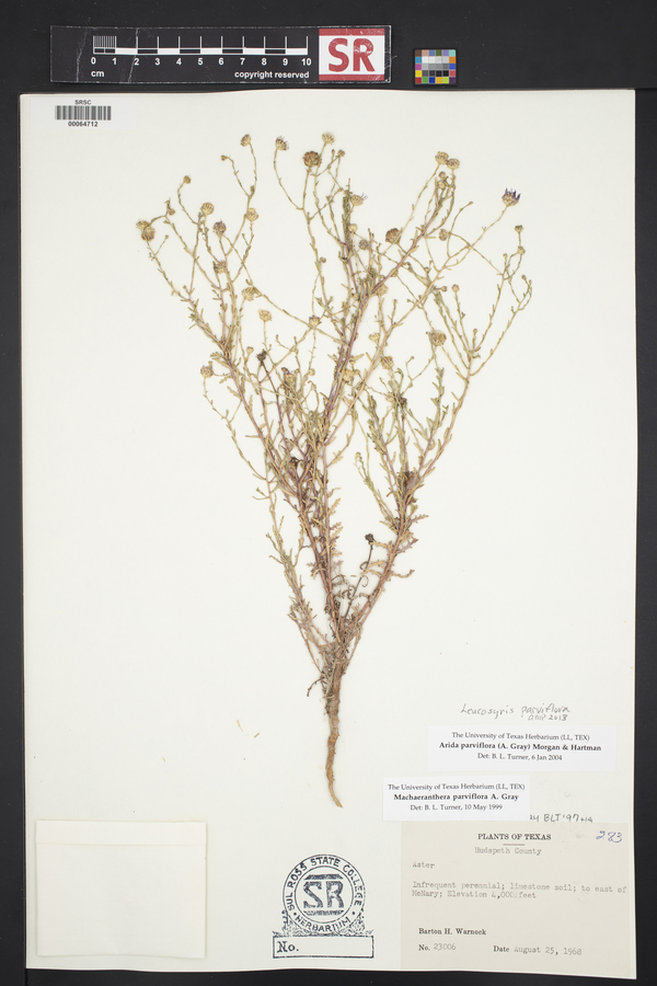 Leucosyris parviflora image