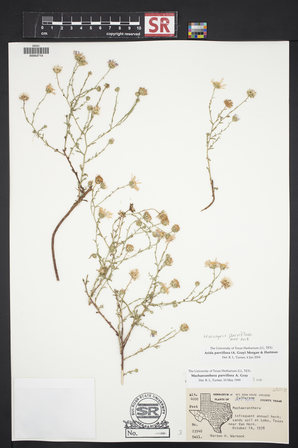 Leucosyris parviflora image