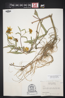 Bidens laevis image