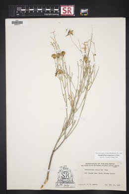 Porophyllum scoparium image