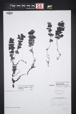 Perityle ambrosiifolia image