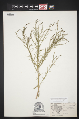 Gutierrezia sphaerocephala image