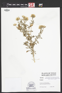 Machaeranthera tanacetifolia image