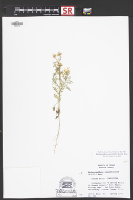 Machaeranthera tanacetifolia image