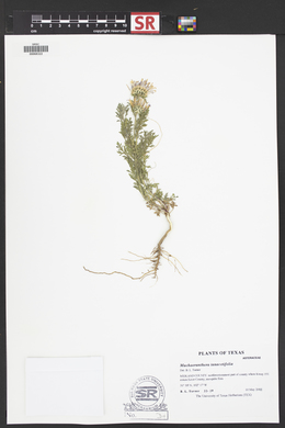 Machaeranthera tanacetifolia image