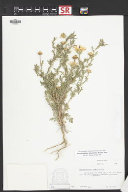 Machaeranthera tanacetifolia image